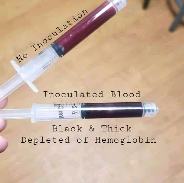 Innoculated versus Non-Innoculated blood