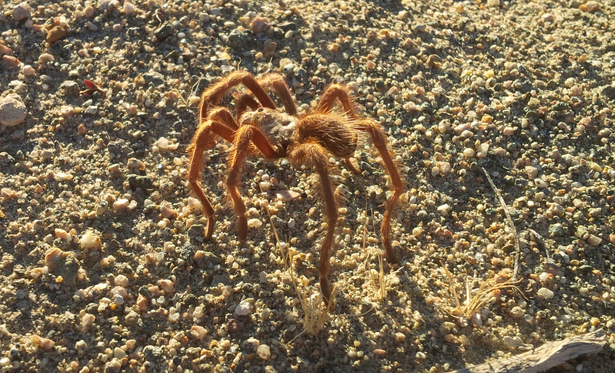 Brown Tarantual - Mohave Desert