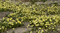 Desert Daisies April 2011