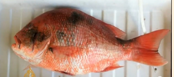 Lesions on Snapper