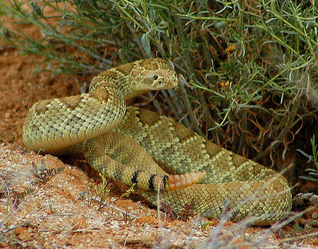 Mojave Green rattlesnake