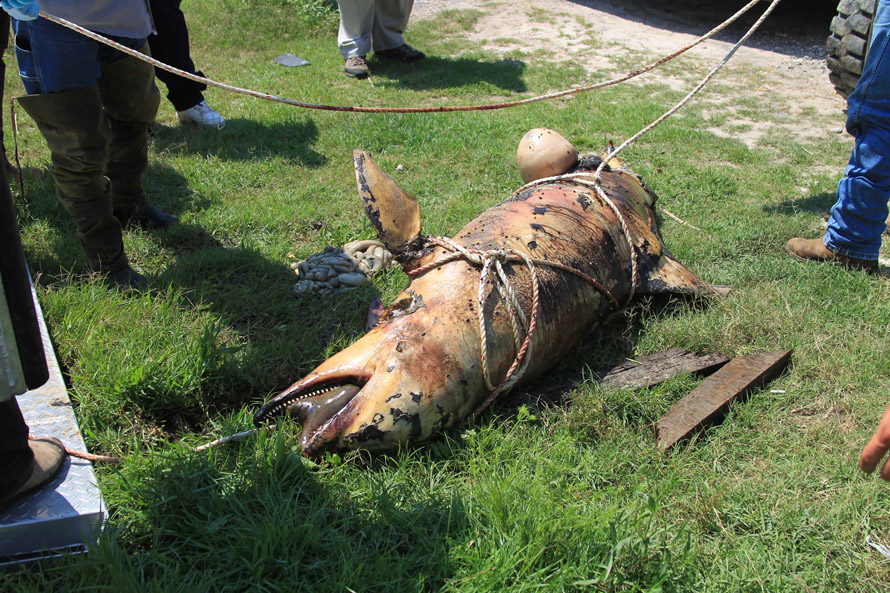 dolphin killed by oil