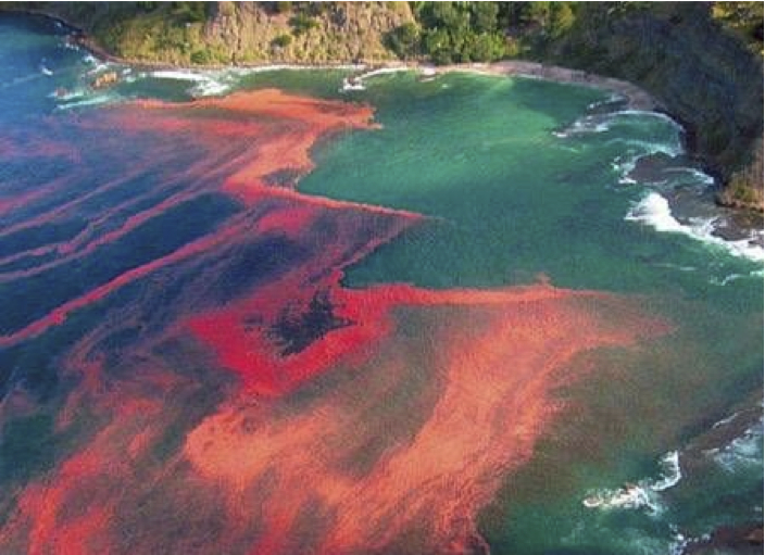 Ocean appearing as blood