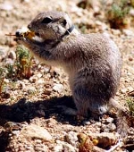 Mojave Ground Squirrel