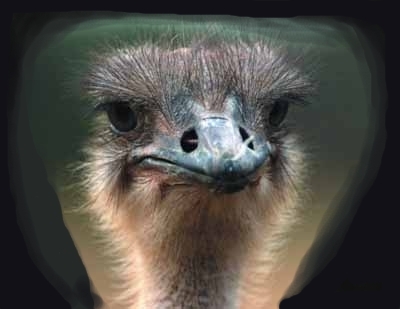 Awake Ostrich