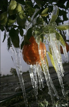 Frozen Orange
